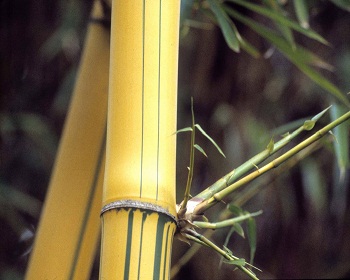 Print - Yellow Bamboo