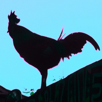 Print - Blue Heaven Cock