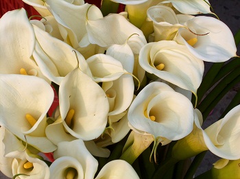 Print - Callas, White