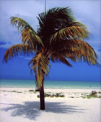 Print - Key West Palm at Sea