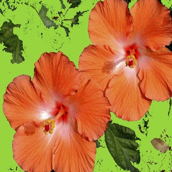 Print - Orange Hibiscus