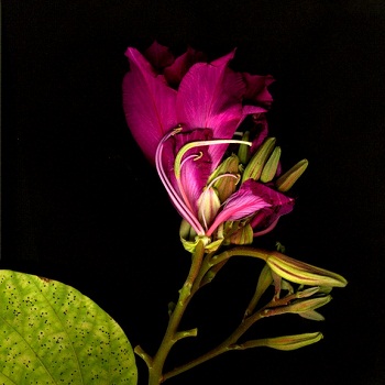 Print - Orchid Tree Bloom