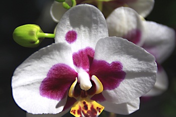 Print - Orchid, Green Bud