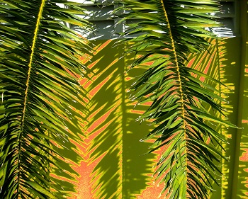 Print - Palm Shade, Orange
