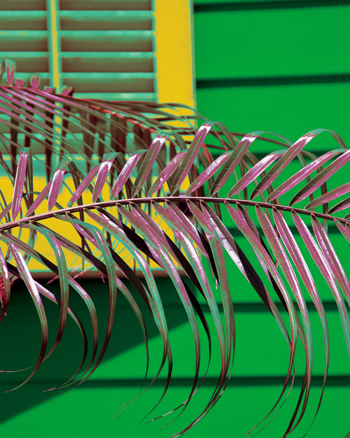 Print - Palm, Yellow Shutter