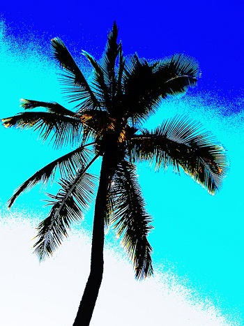 Print - Palm on Blue
