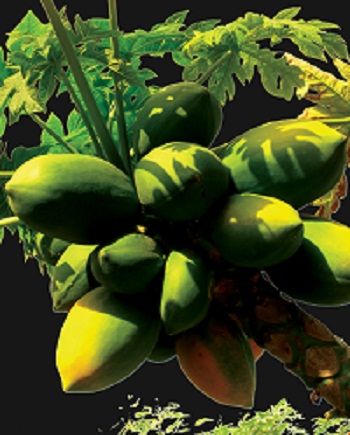 Print - Papayas KW