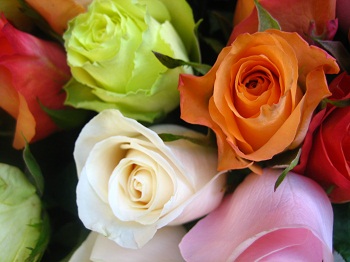 Print - Paris, 4 Roses