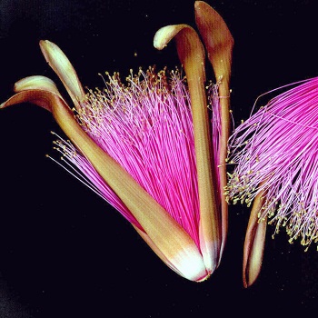 Print - Pink 2 Shaving Brush