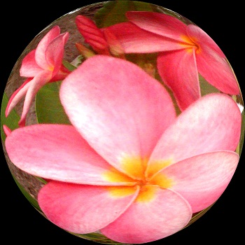 Print - Pink Frangi