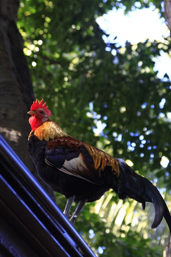Print - Red Head Rooster
