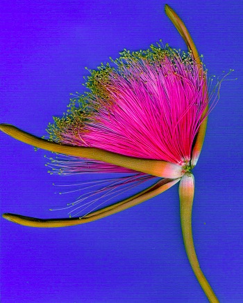 Print - Shaving Brush, Purple