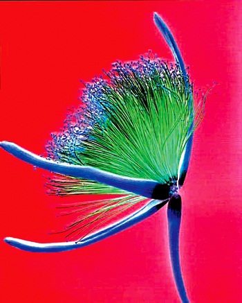 Print - Shaving Brush, Red