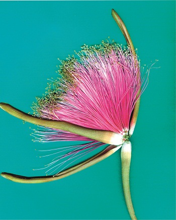 Print - Shaving Brush, Turquoise