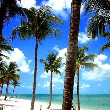 Print - Sunset Key Palms